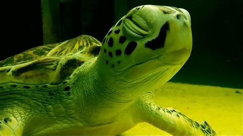 烏龜為什麼長壽 洛衡 衛潯